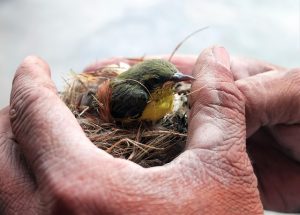 Cómo alimentar a un pájaro caído del nido