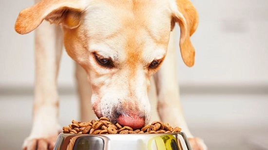 recetas de comida nutritiva para tu mascota